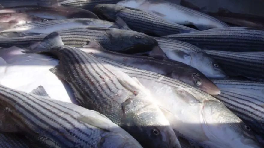 Tips for Catching Atlantic Striped Bass