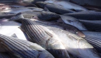 Tips for Catching Atlantic Striped Bass