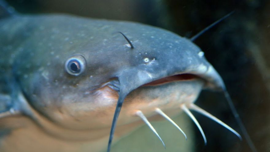 The Ultimate Catfish Guide
