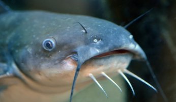 The Ultimate Catfish Guide