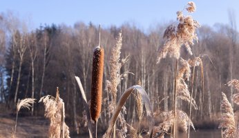 Wild food profile of Cattails