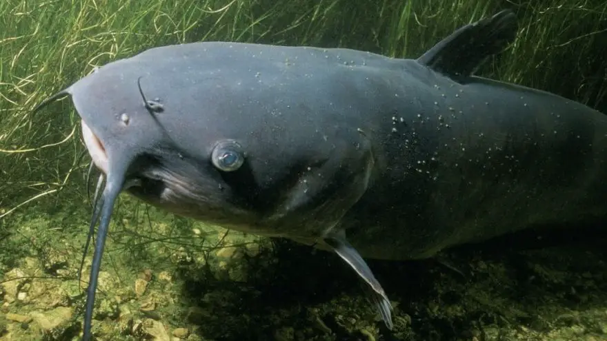 Catfish Lifespan: How Long Do They Live?