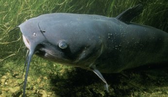 Catfish Lifespan: How Long Do They Live?