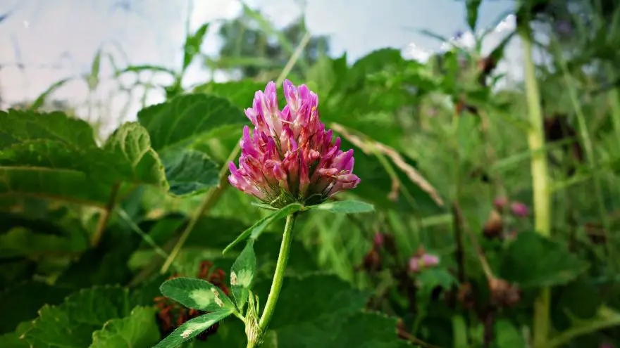 Our wild edible profile of clover