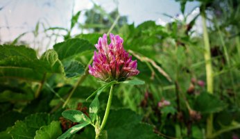 Our wild edible profile of clover