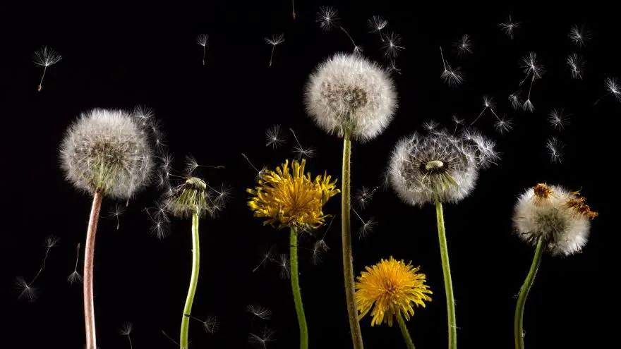 Our Wild Food Profile of the Dandelion