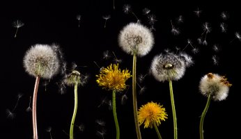 Our Wild Food Profile of the Dandelion