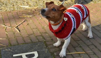 Best Dog Sweaters Reviewed 2019 GearWeAre