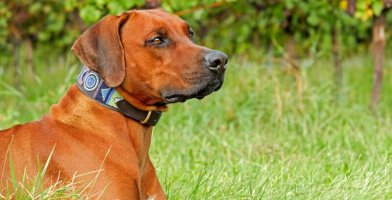 10 Best Dog Collars Reviewed 2018 GearWeAre