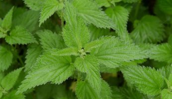 10 Edibles For This Spring, Found Around The Midwest