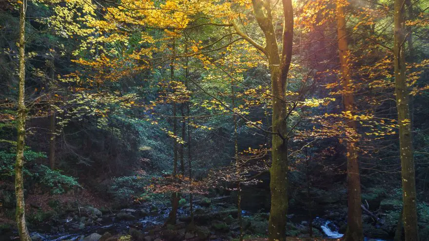 Where You Can Find The Best Fall Foliage Where You Can Find The Best Fall Foliage