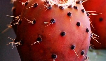 Best Prickly Pear Recipes GearWeAre