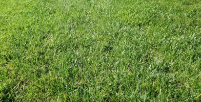 Best Lawn Fertilizer Reviewed 2018 GearWeAre