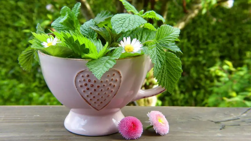 10 Spring Herbal Tea Plants of the Pacific Northwest GearWeAre