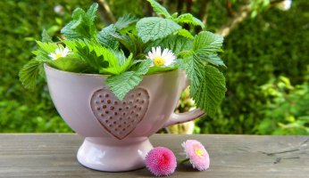 10 Spring Herbal Tea Plants of the Pacific Northwest GearWeAre