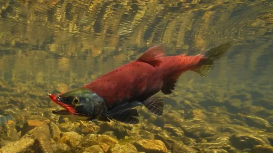 Kokanee Salmon Fishing in Colorado