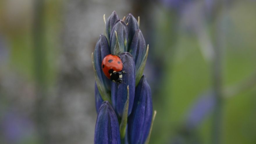 wild food profile of blue camas