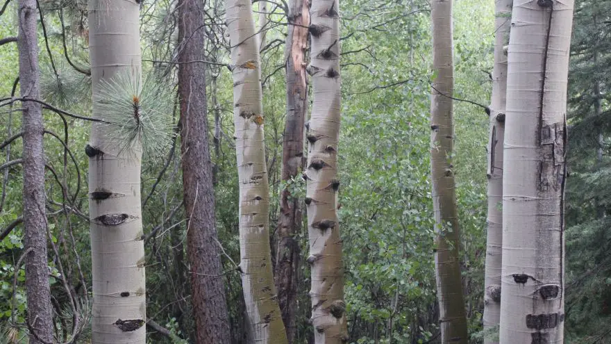 Our Identification & Profile Of The Paper Birch Tree