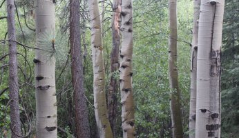 Our Identification & Profile Of The Paper Birch Tree