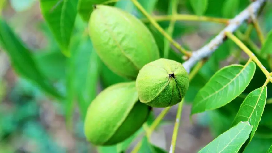 Wild Food Profile: Pecan