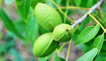 Wild Food Profile: Pecan