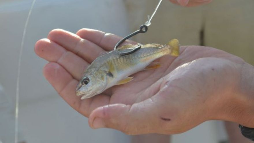 Fishing with Live Bait