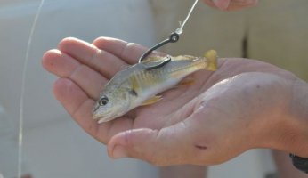 Fishing with Live Bait