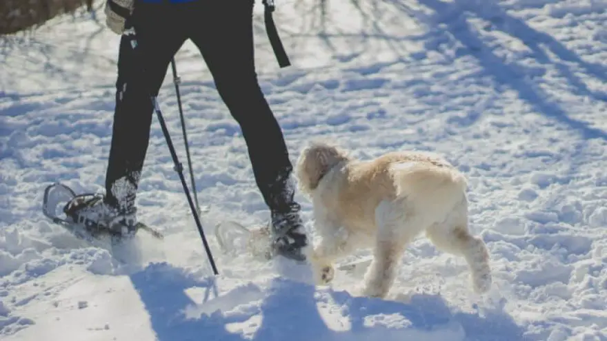 Snowshoeing Techniques