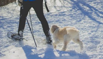 Snowshoeing Techniques