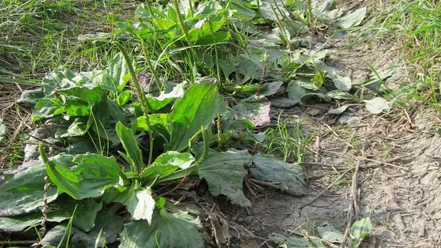 Wild Food Profile Broadleaf Plantain GearWeAre