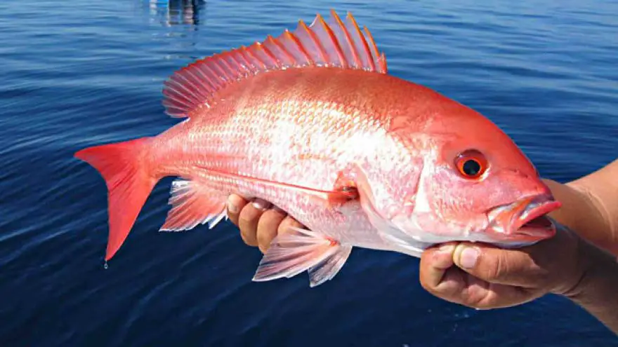 Tips on Catching Florida Red Snapper