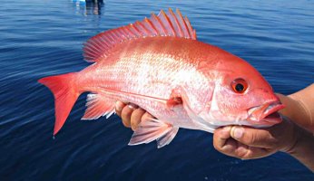 Tips on Catching Florida Red Snapper