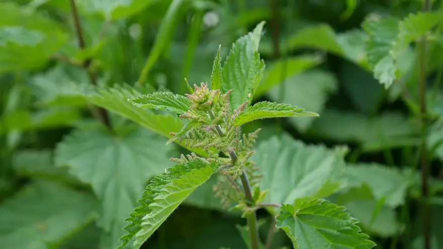 The best recipes containing stinging nettle