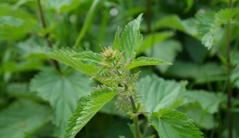 The best recipes containing stinging nettle
