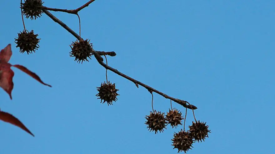 A profile of the sweet gum tree