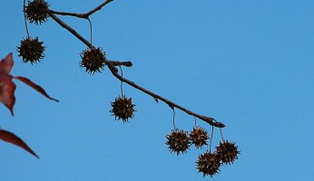 A profile of the sweet gum tree