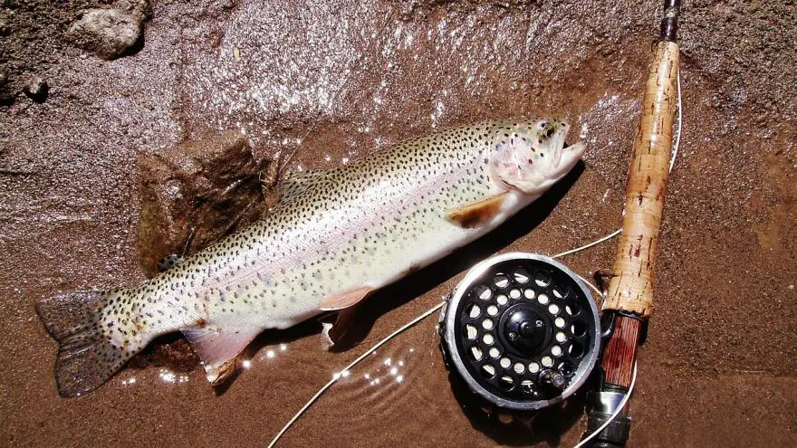 Catching Trout with Hoppers