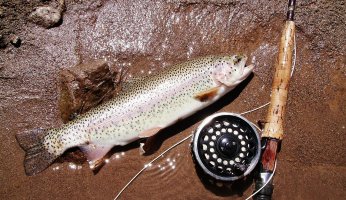 Catching Trout with Hoppers