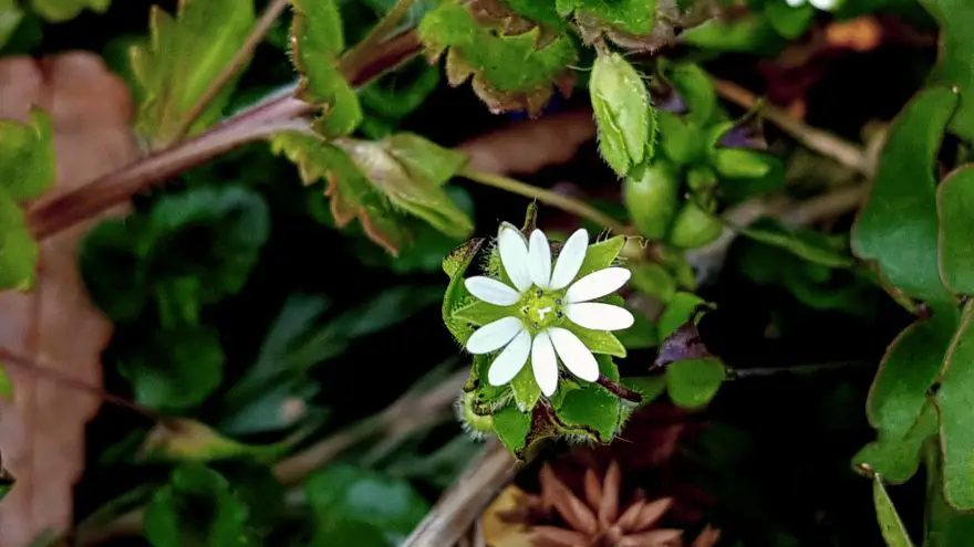 !0 Springtime edibles found in America's Midwest