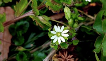 !0 Springtime edibles found in America's Midwest