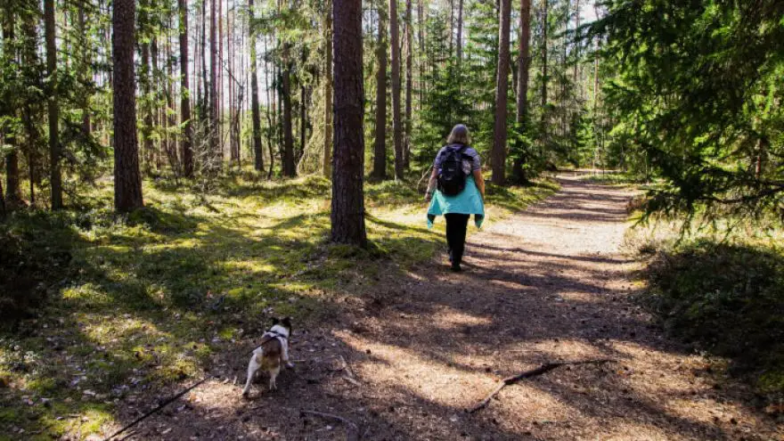 How to Easily Find Dog Friendly Hiking Trails